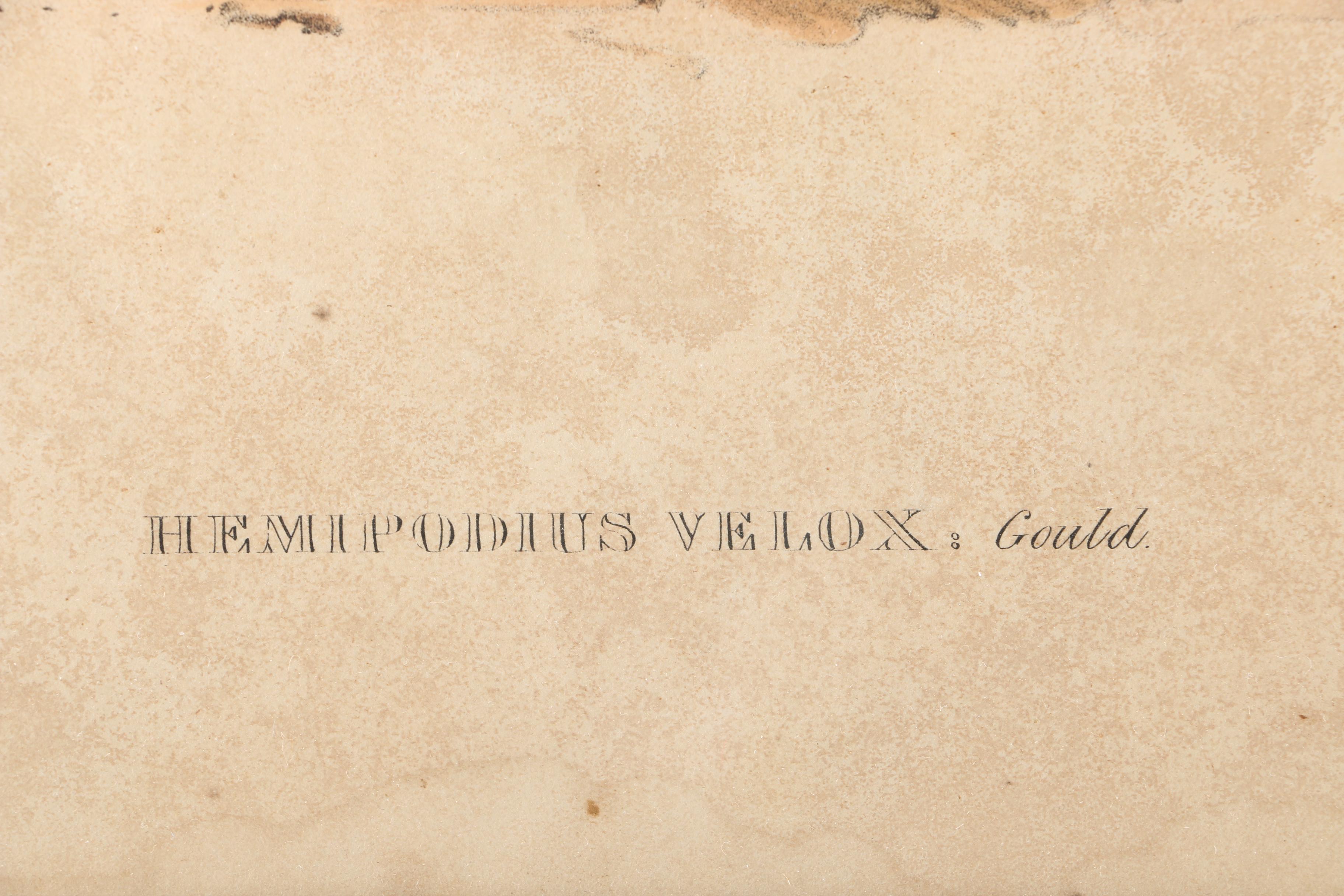 Elizabeth Gould Hand-Colored Lithograph "Hemipodius Velox"