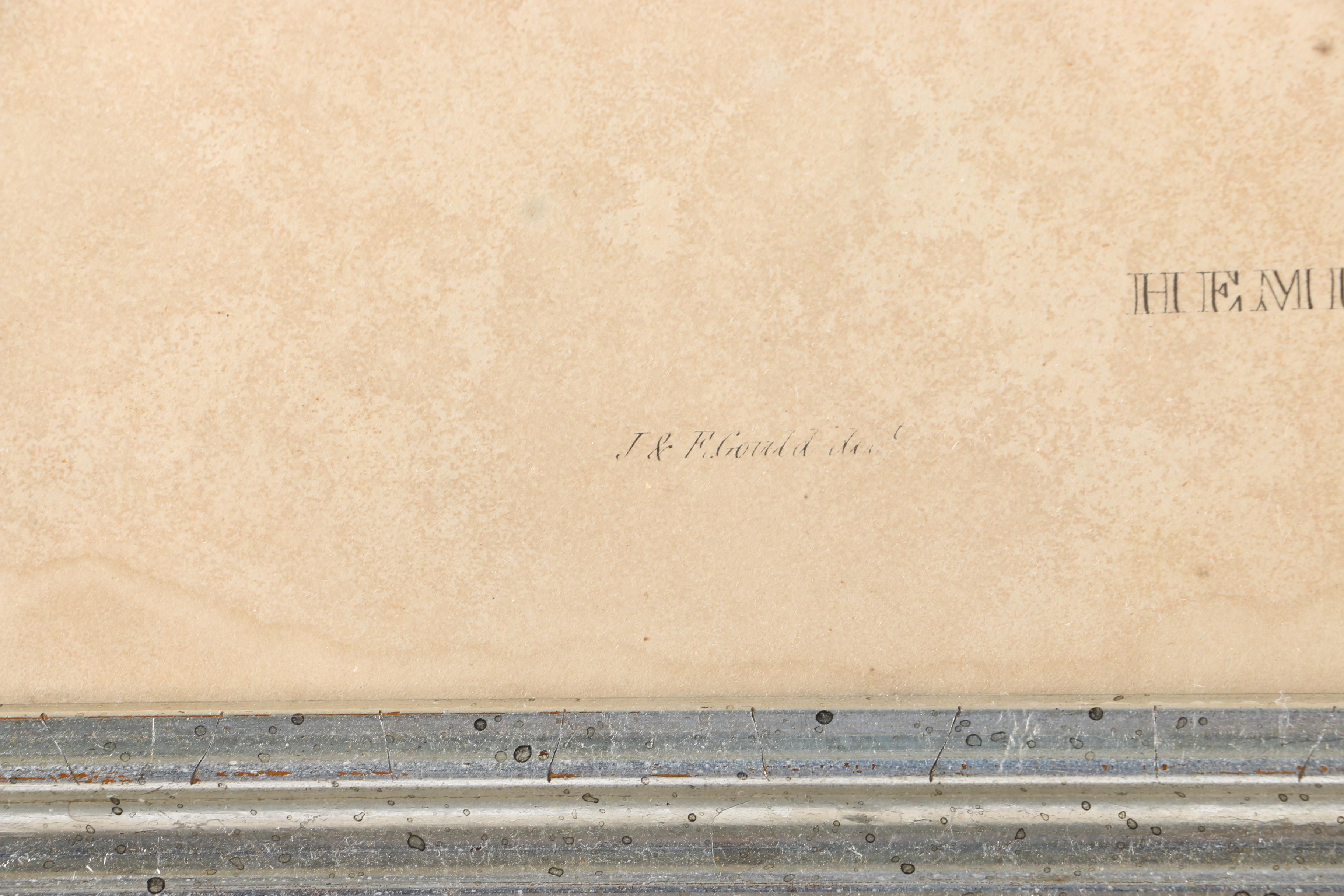 Elizabeth Gould Hand-Colored Lithograph "Hemipodius Velox"