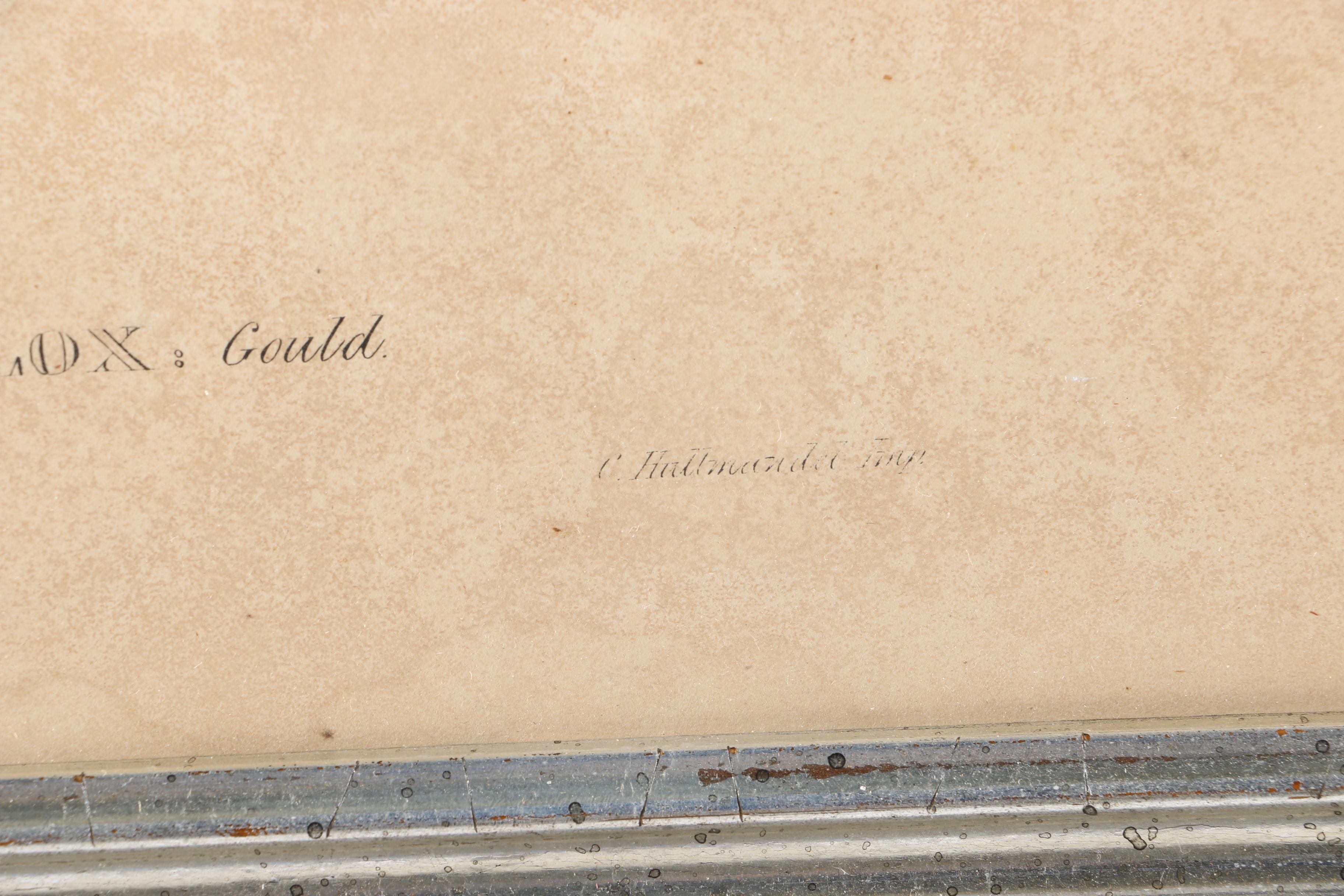 Elizabeth Gould Hand-Colored Lithograph "Hemipodius Velox"