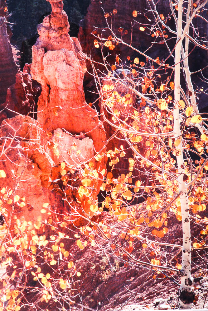 Robert Barnes Nature Photographs