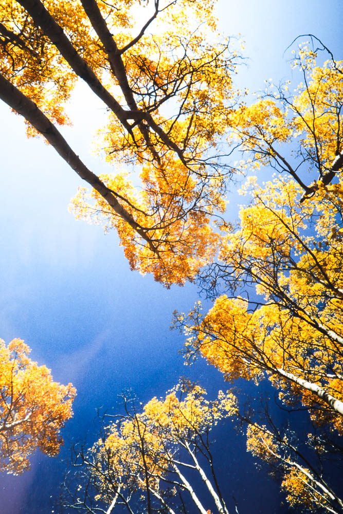 Robert Barnes Nature Photographs