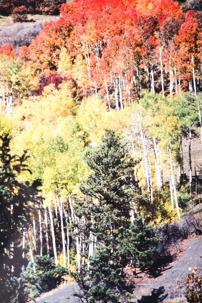 Robert Barnes Nature Photographs