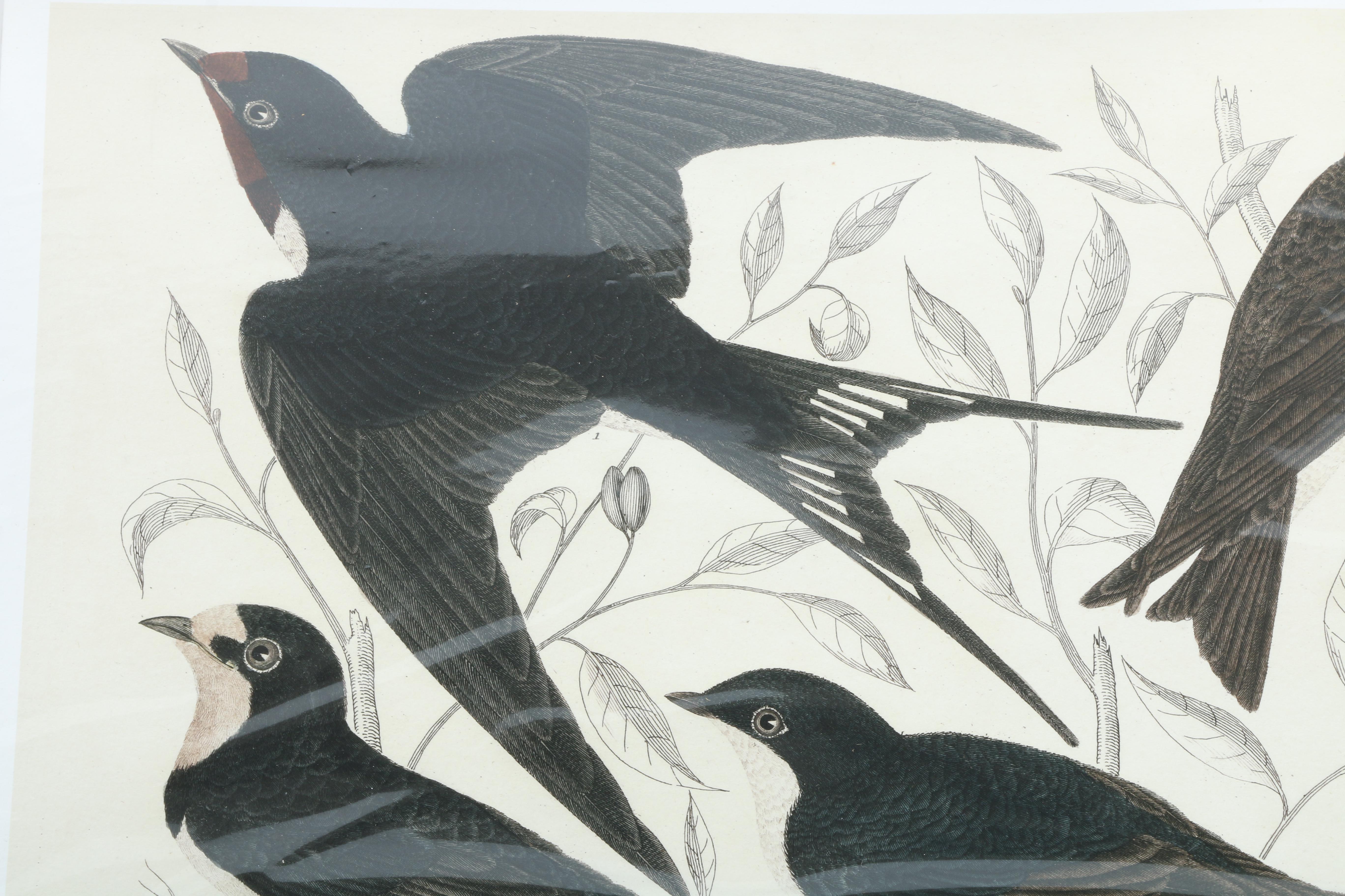 After Titian Peale and Alexander Wilson Ornithological Giclée "Hirundo, Swallows"