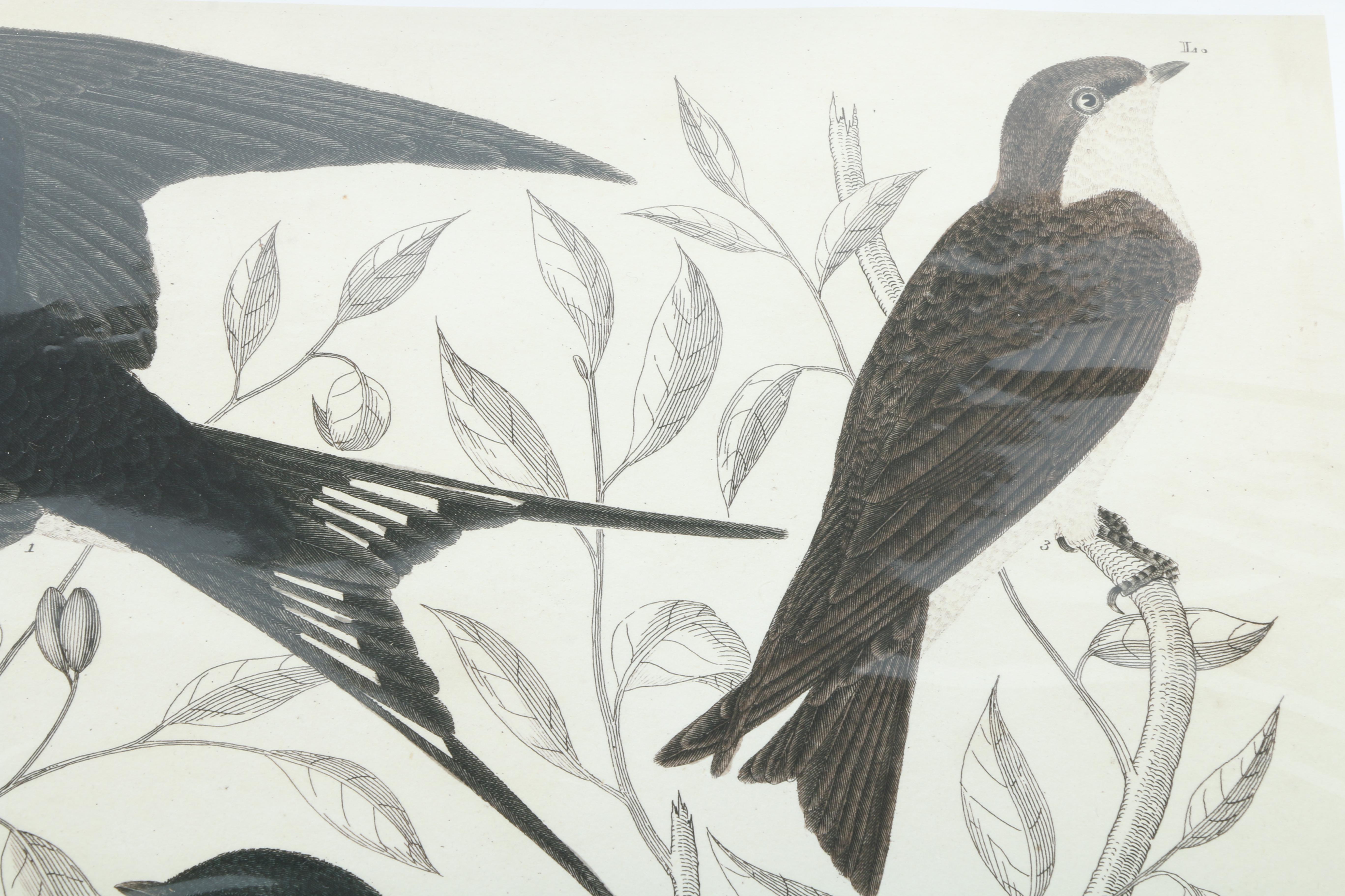 After Titian Peale and Alexander Wilson Ornithological Giclée "Hirundo, Swallows"