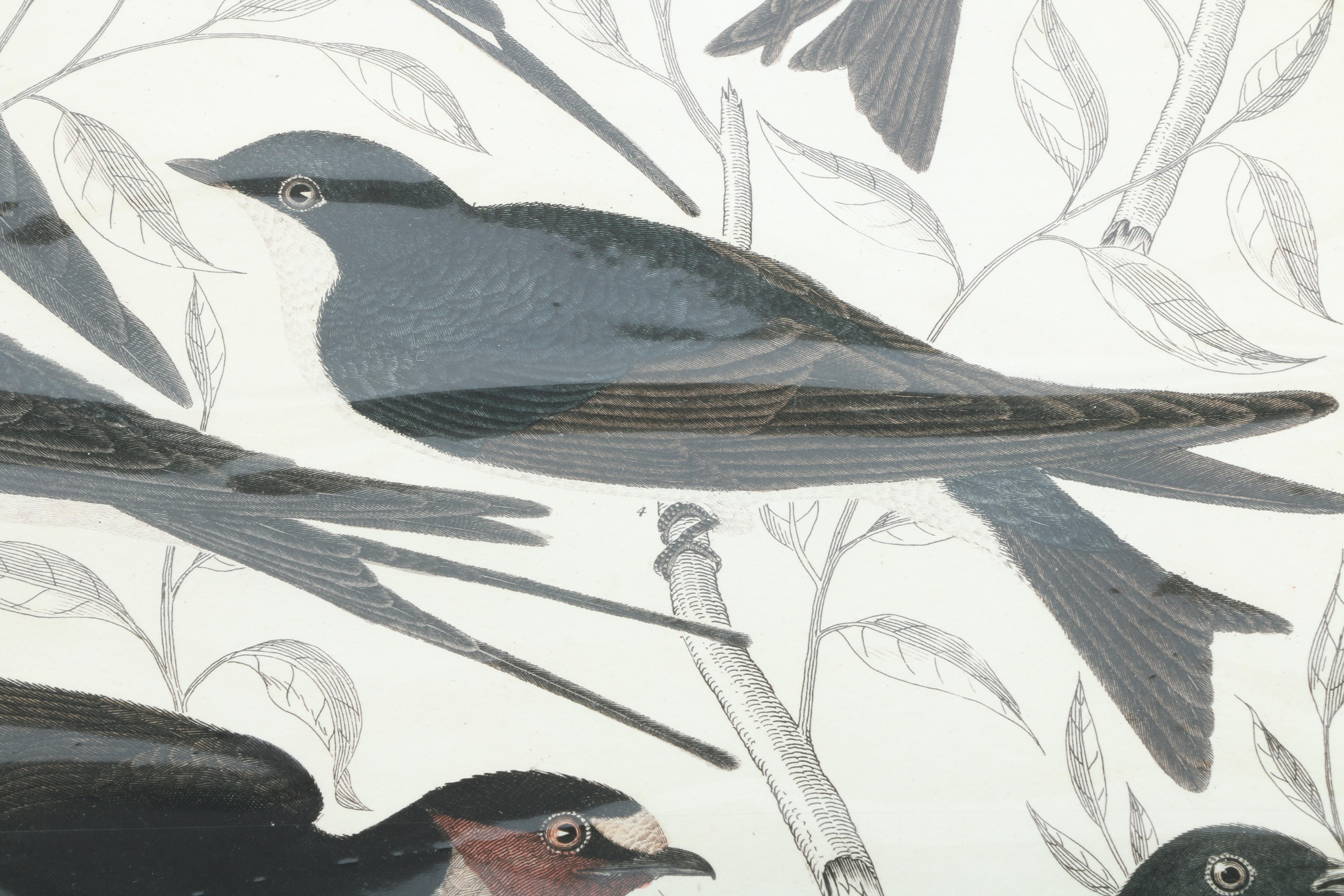 After Titian Peale and Alexander Wilson Ornithological Giclée "Hirundo, Swallows"