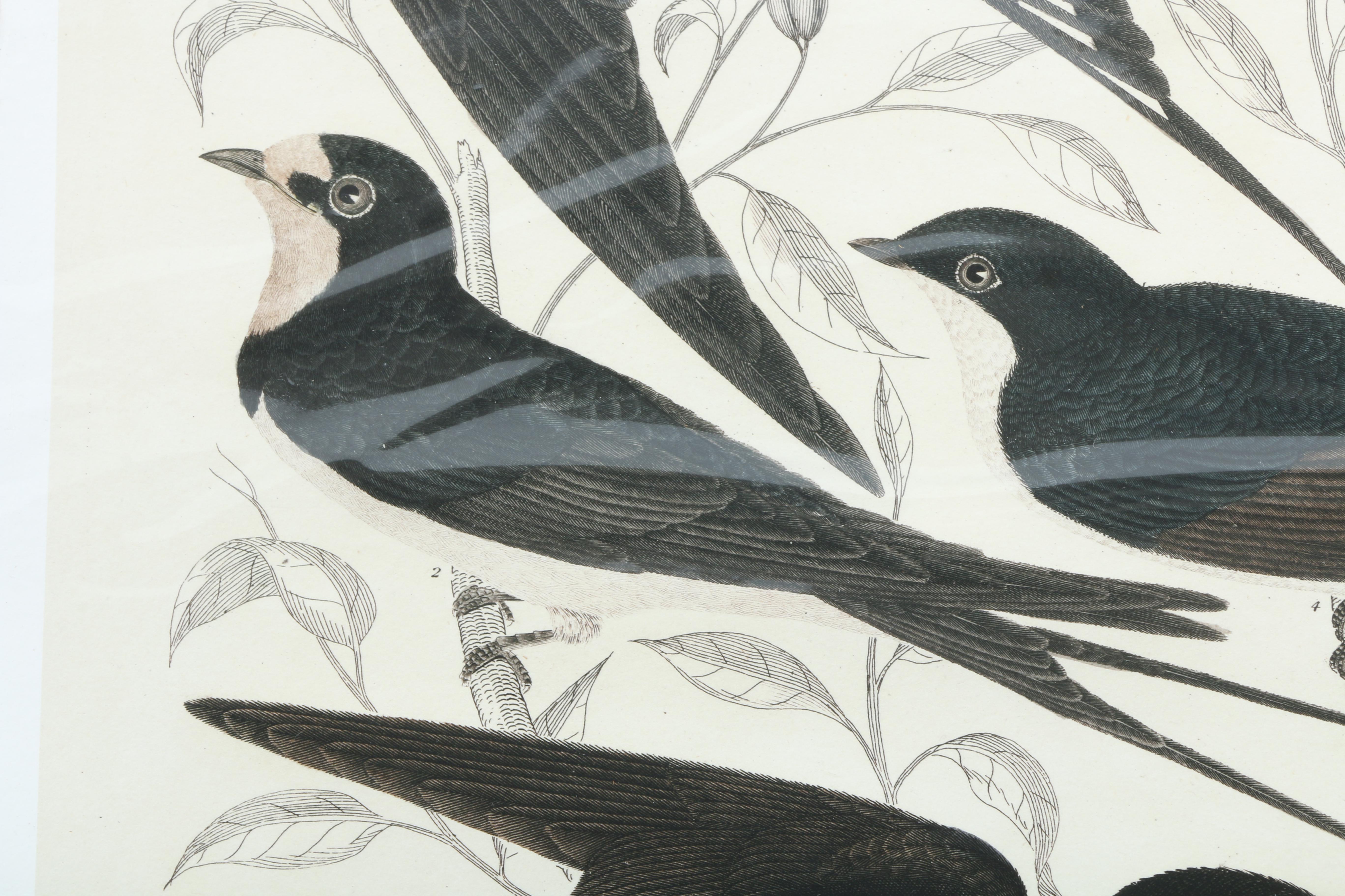 After Titian Peale and Alexander Wilson Ornithological Giclée "Hirundo, Swallows"