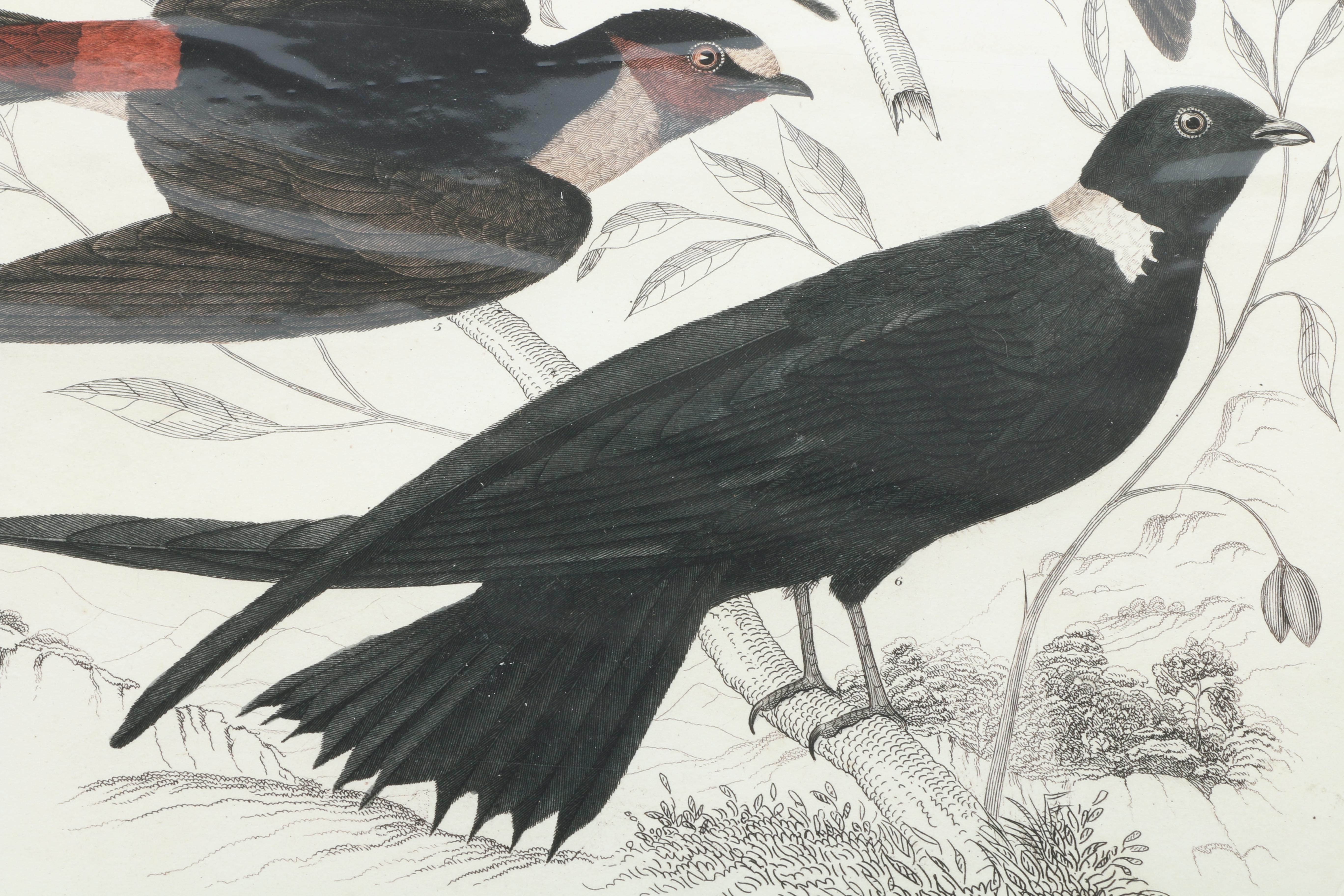 After Titian Peale and Alexander Wilson Ornithological Giclée "Hirundo, Swallows"