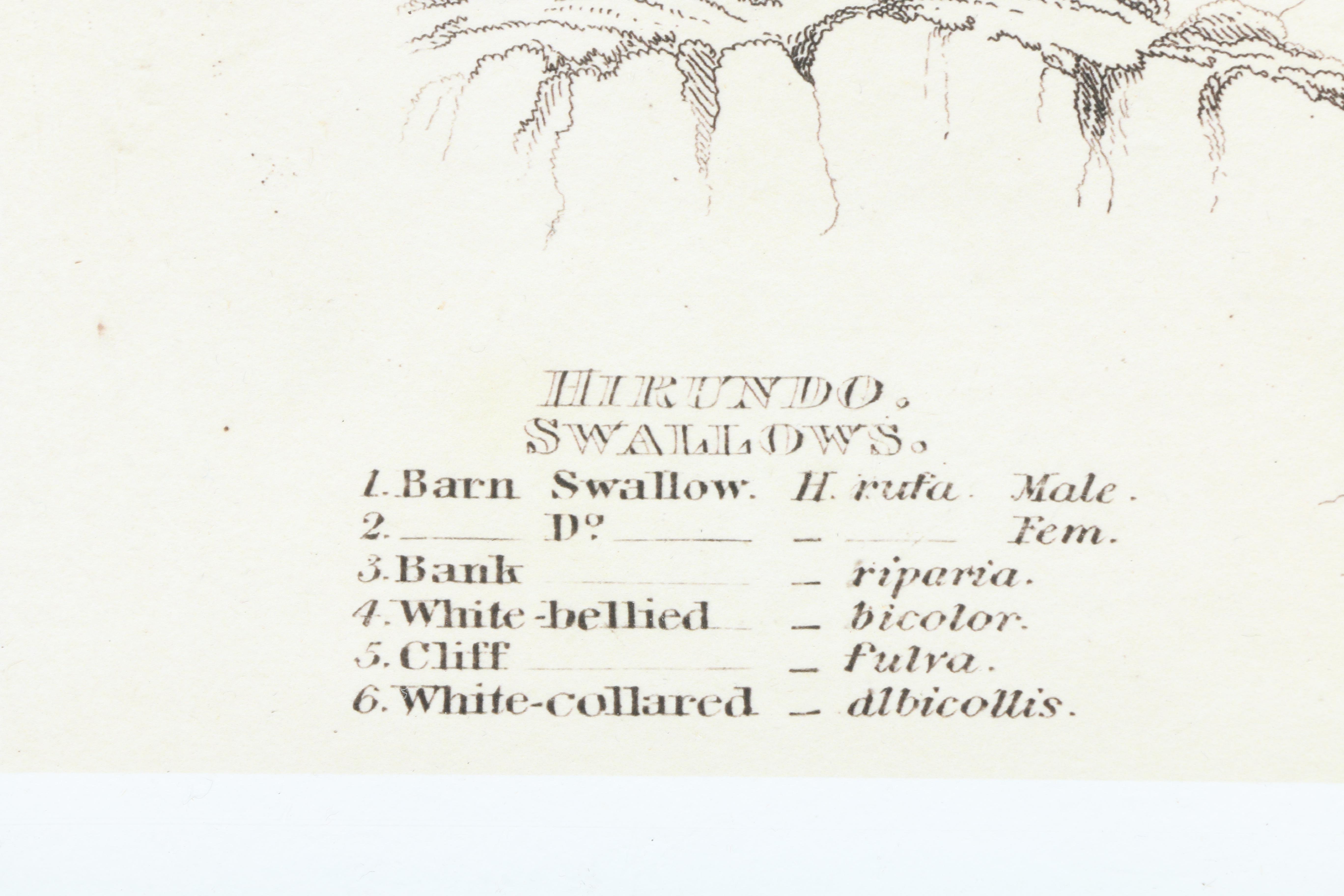 After Titian Peale and Alexander Wilson Ornithological Giclée "Hirundo, Swallows"