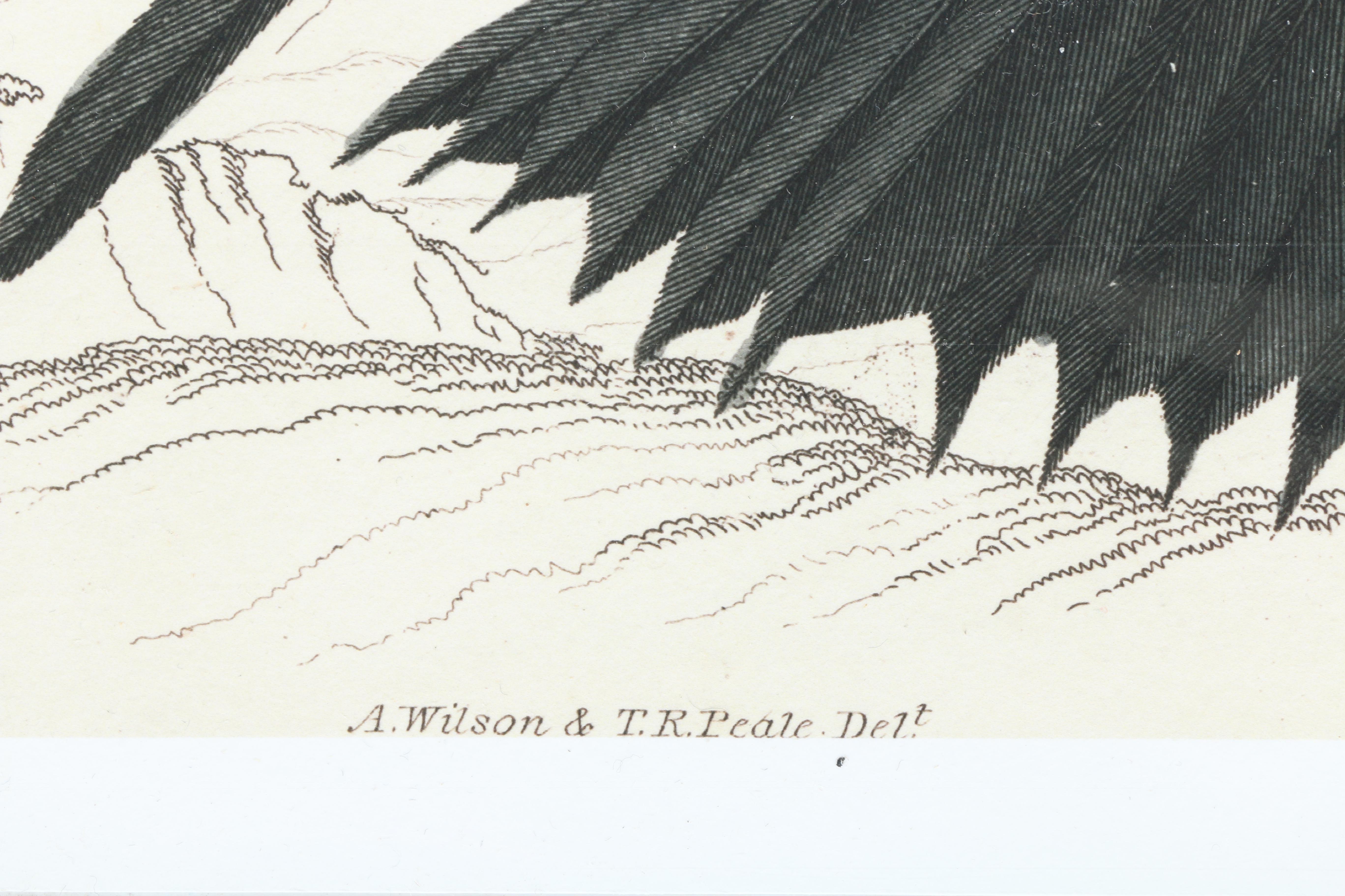 After Titian Peale and Alexander Wilson Ornithological Giclée "Hirundo, Swallows"