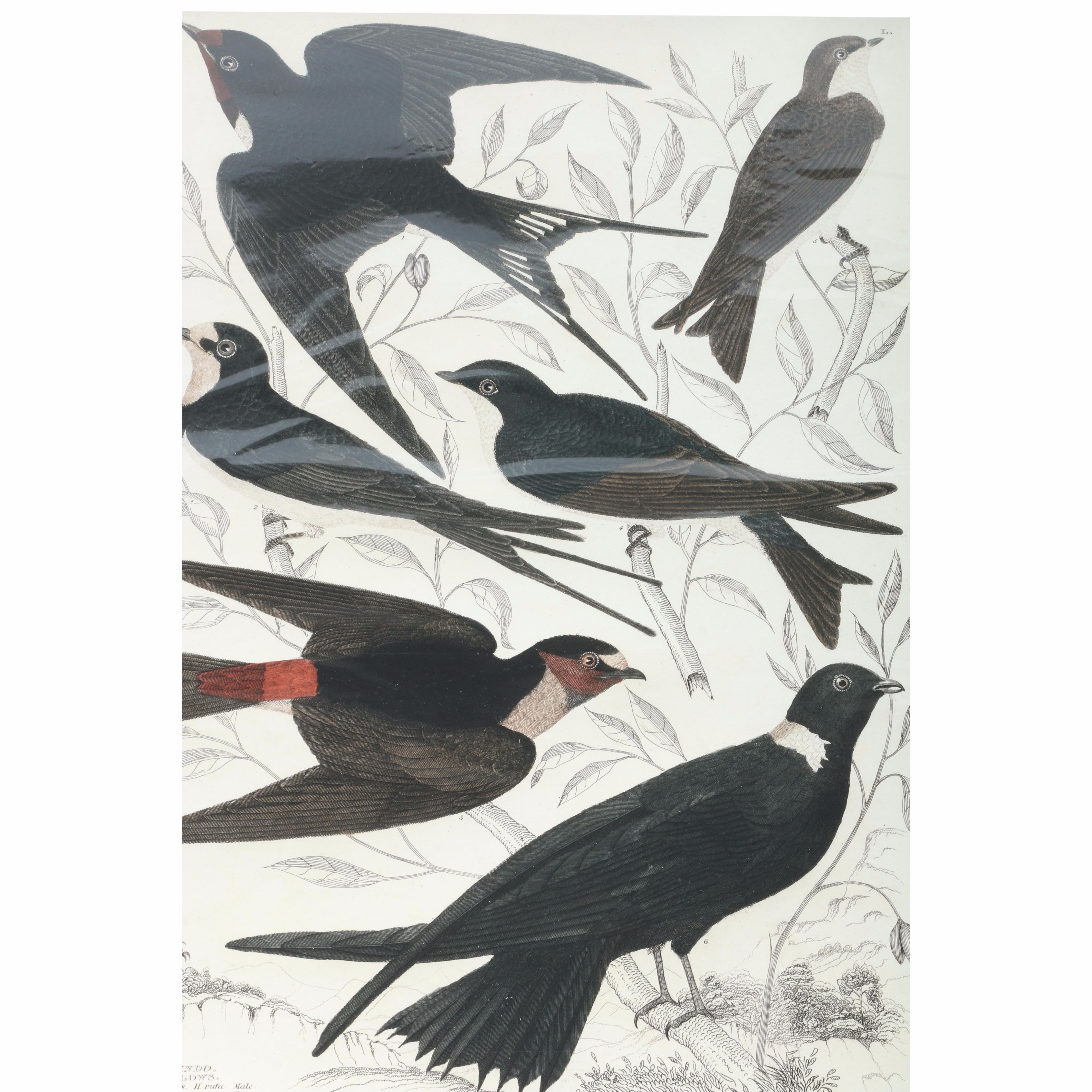 After Titian Peale and Alexander Wilson Ornithological Giclée "Hirundo, Swallows"