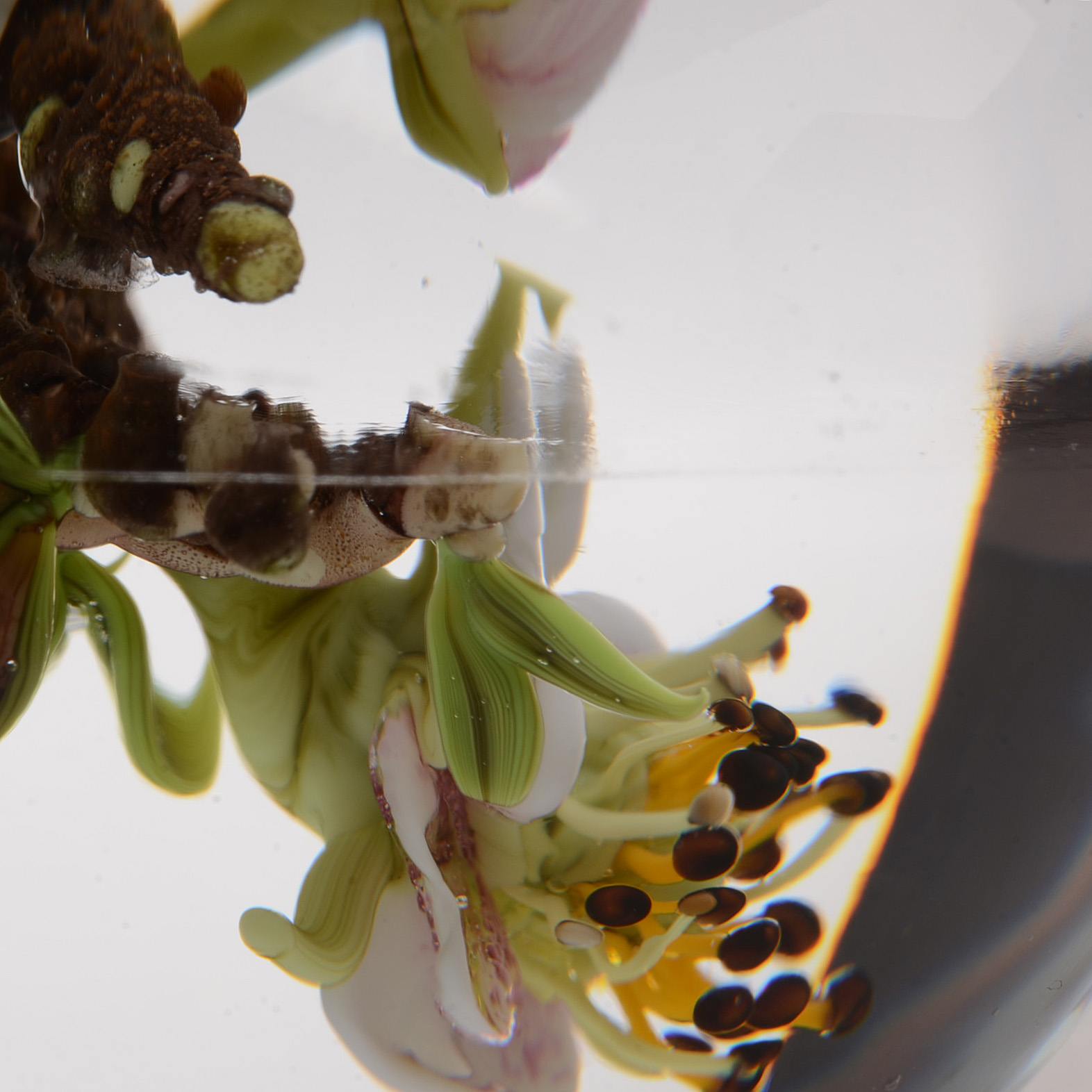 Signed Paul Stankard Handcrafted Art Glass "Fertile Seeds" Paperweight