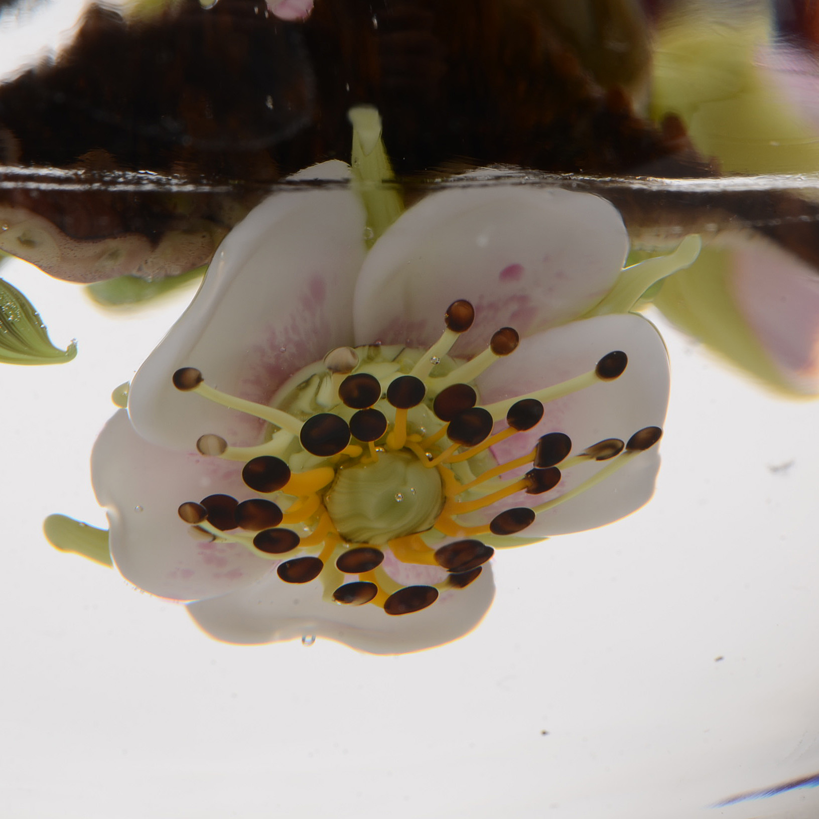 Signed Paul Stankard Handcrafted Art Glass "Fertile Seeds" Paperweight