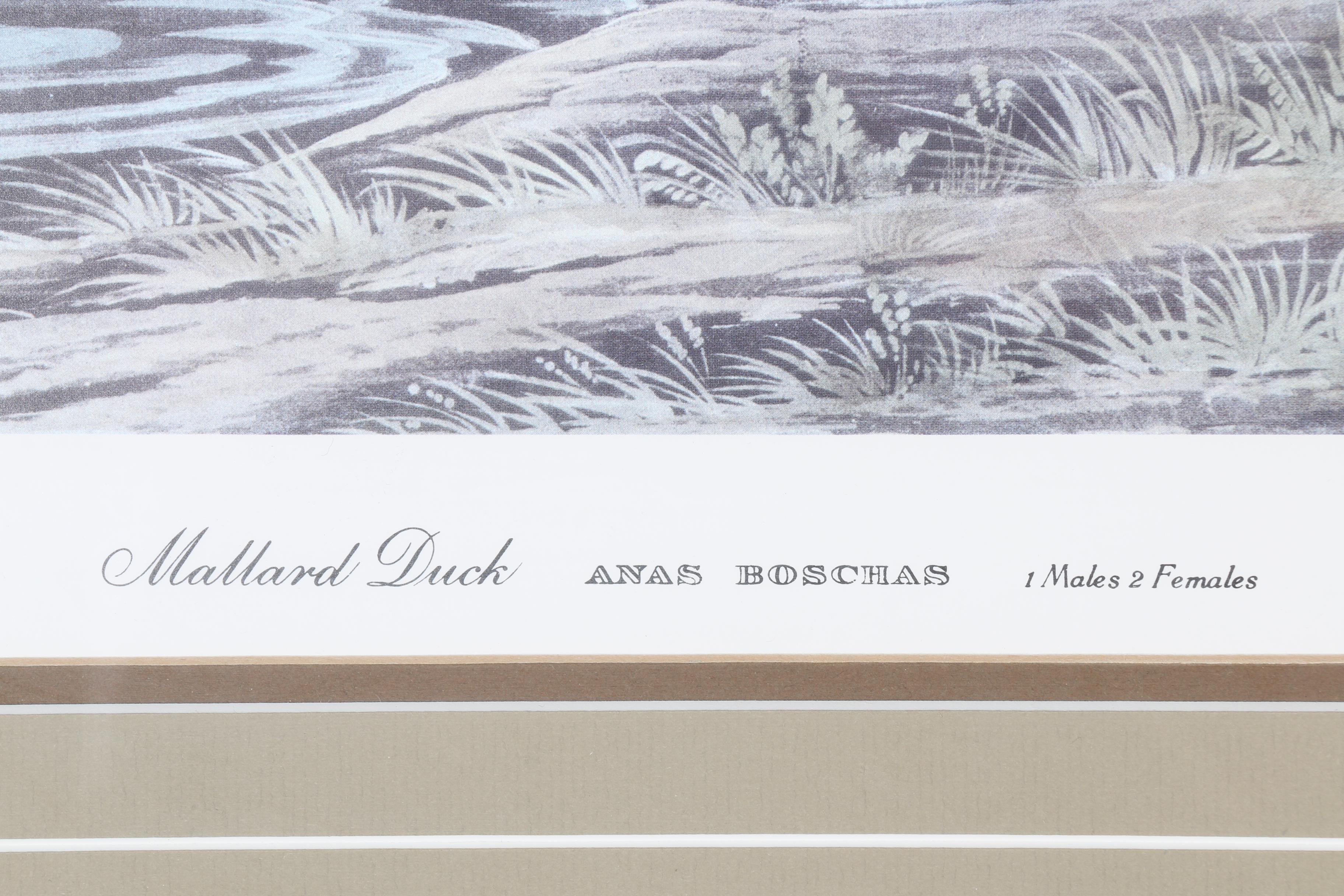 Reproduction R. Havell Offset Lithographs "Mallard Duck"