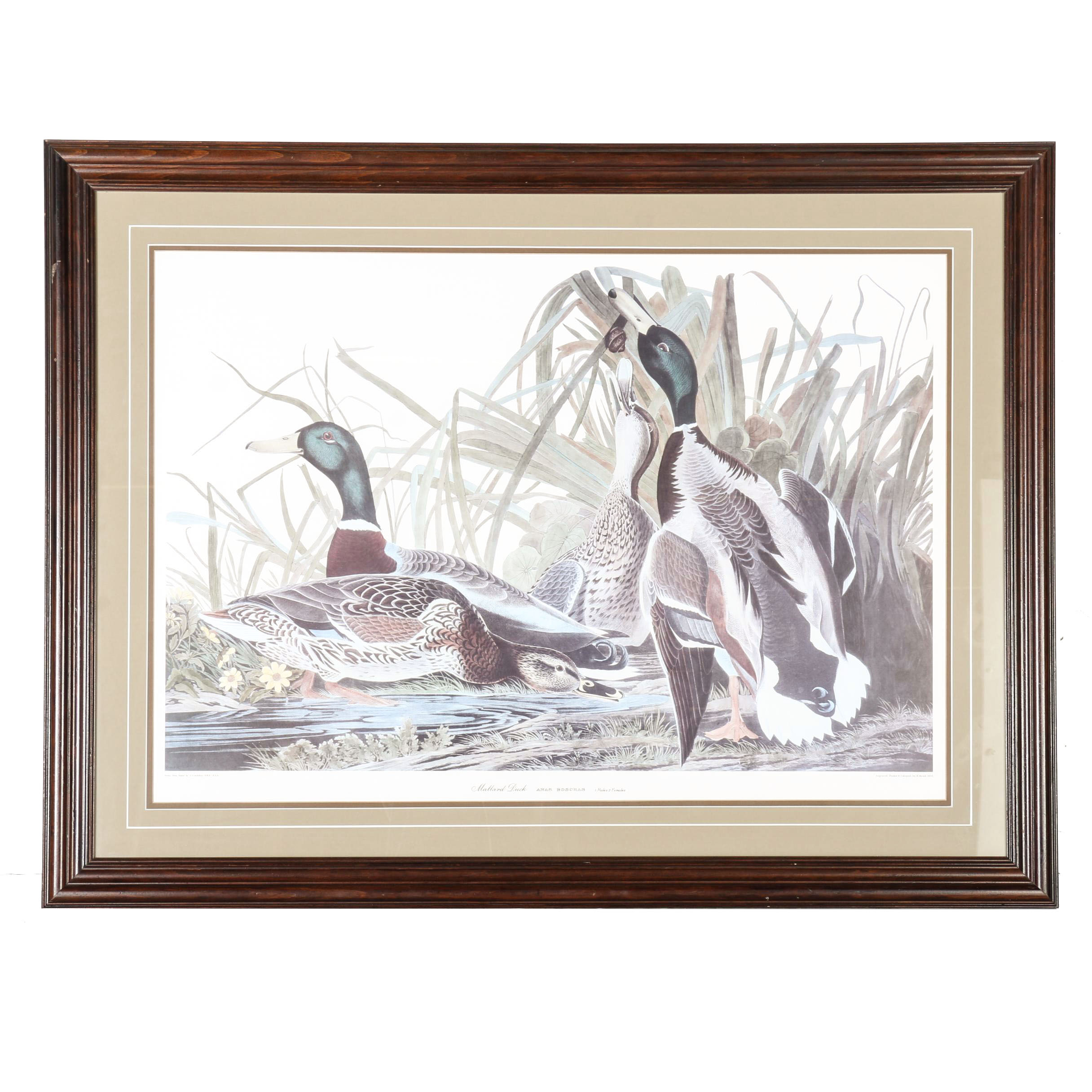 Reproduction R. Havell Offset Lithographs "Mallard Duck"