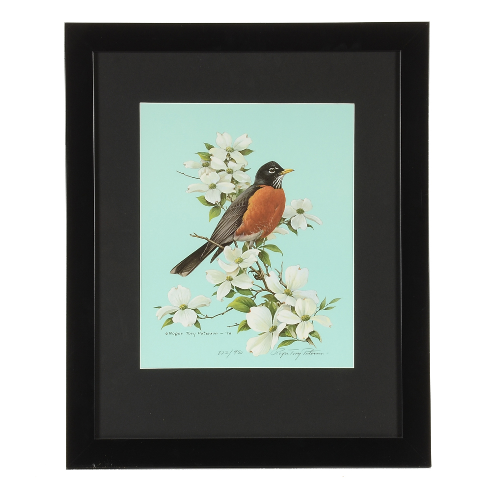 Roger Tory Peterson 1978 Signed Limited Edition Offset Lithograph "American Robin"
