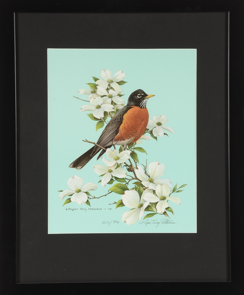 Roger Tory Peterson 1978 Signed Limited Edition Offset Lithograph "American Robin"