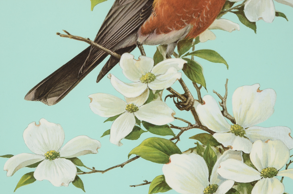 Roger Tory Peterson 1978 Signed Limited Edition Offset Lithograph "American Robin"