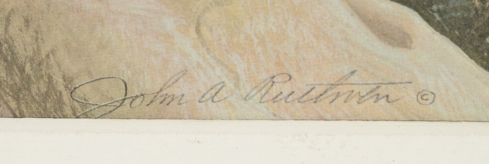 John Ruthven Signed Limited Edition Offset Lithograph "Bobcat"