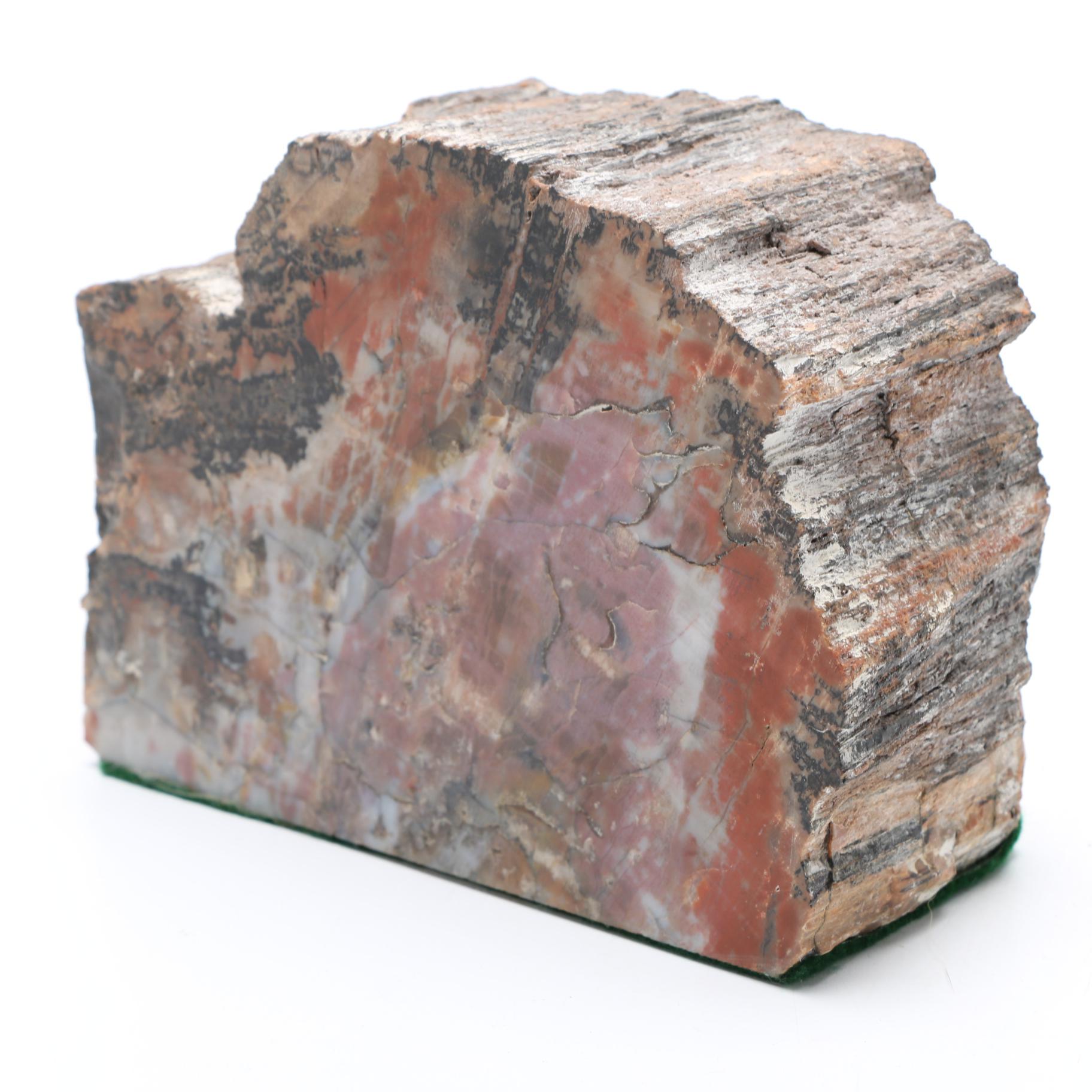 Petrified Wood Specimen
