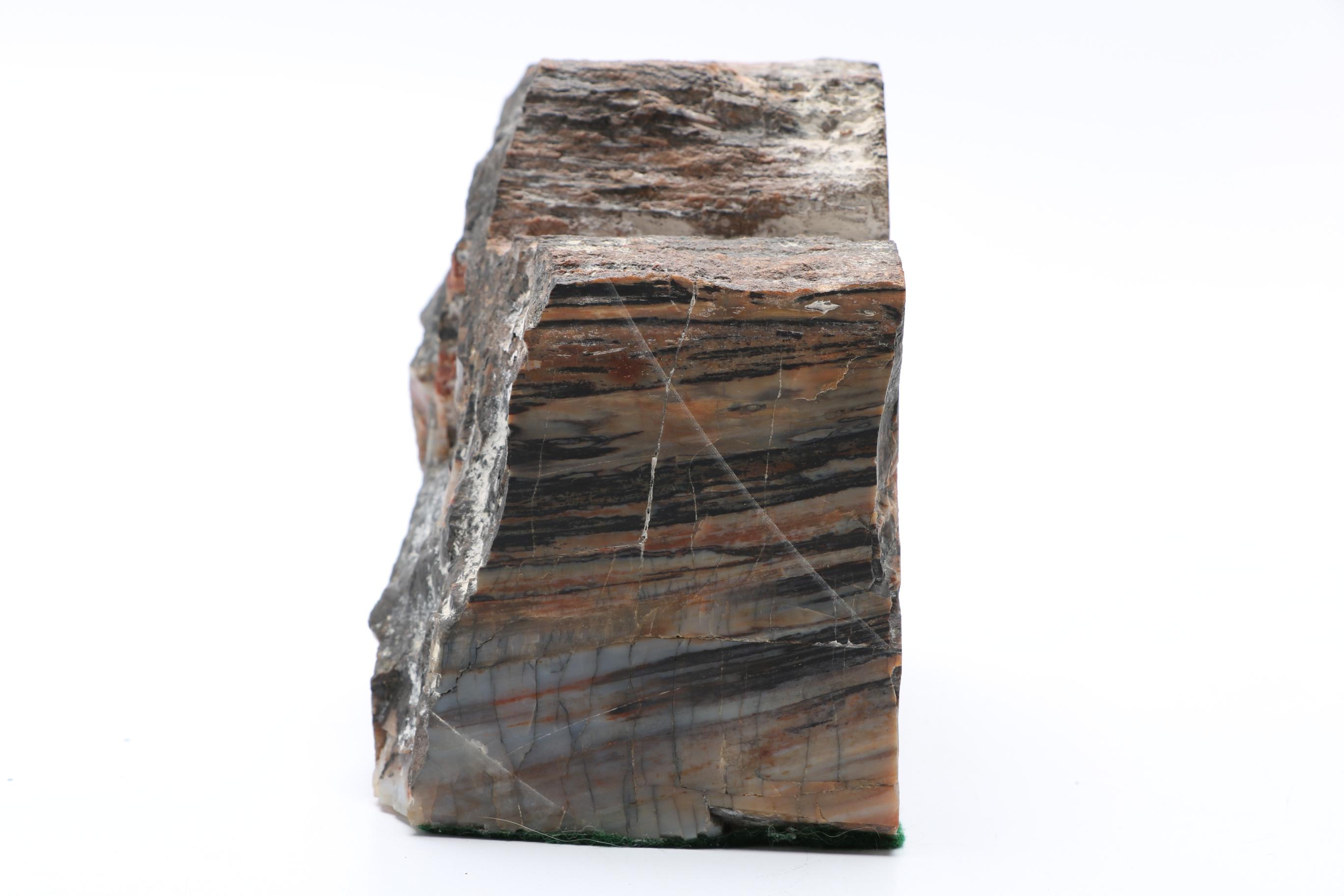 Petrified Wood Specimen