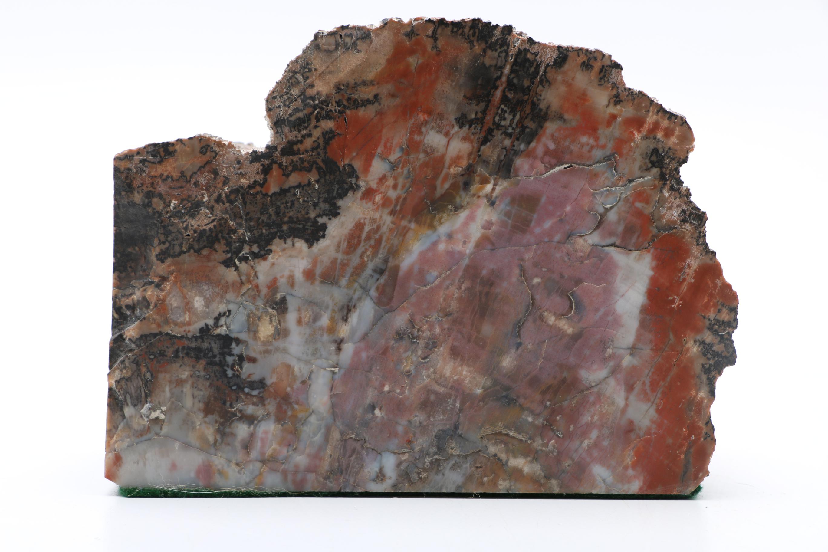 Petrified Wood Specimen