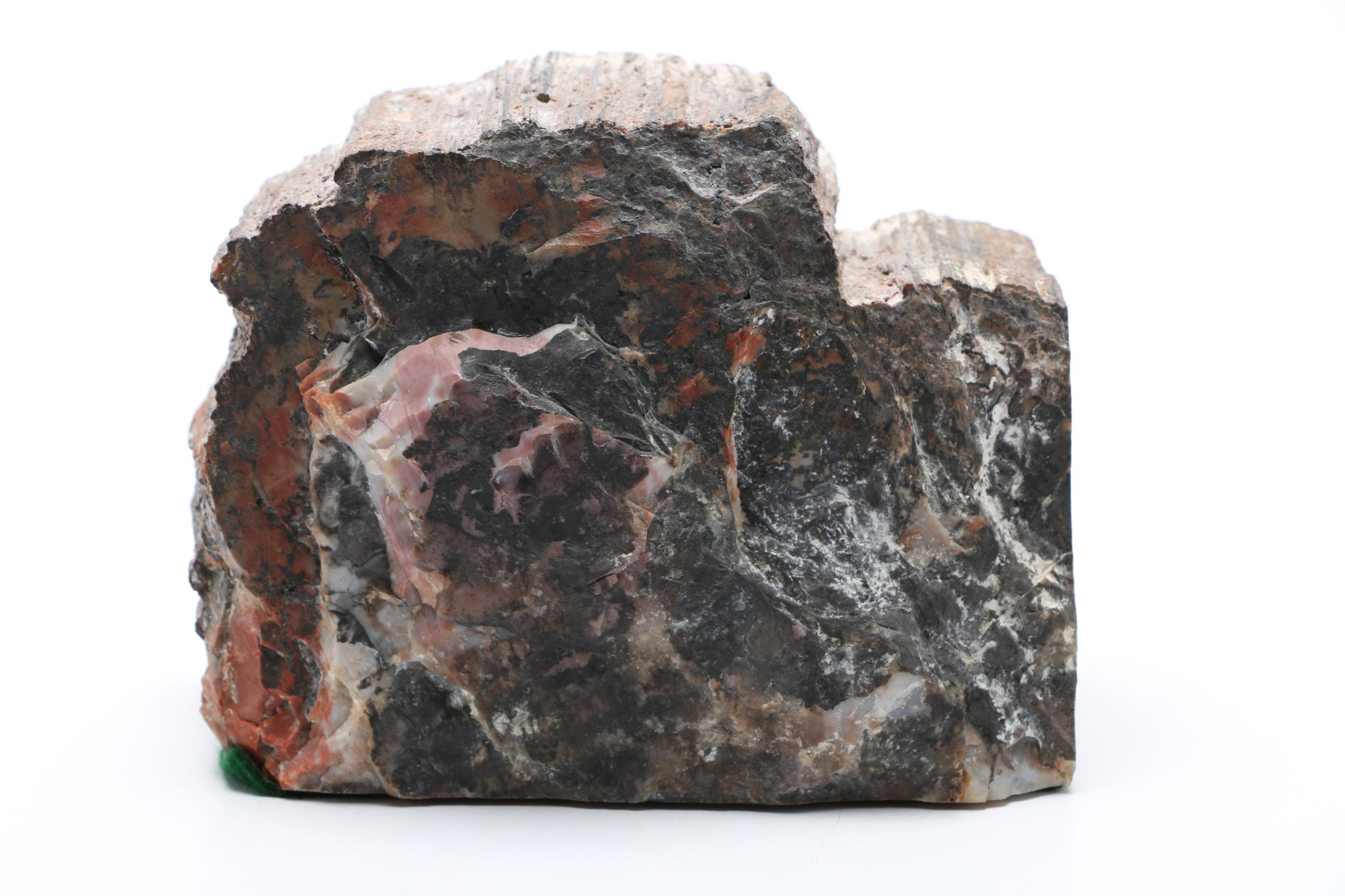 Petrified Wood Specimen