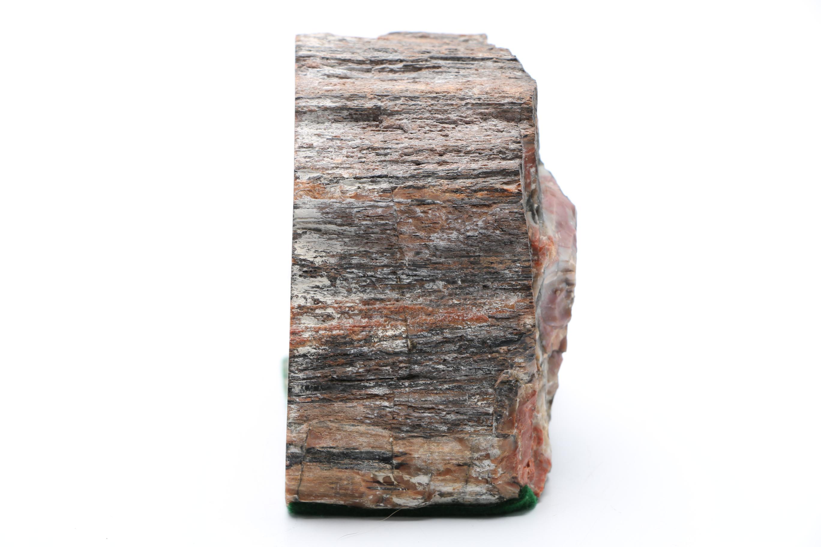 Petrified Wood Specimen