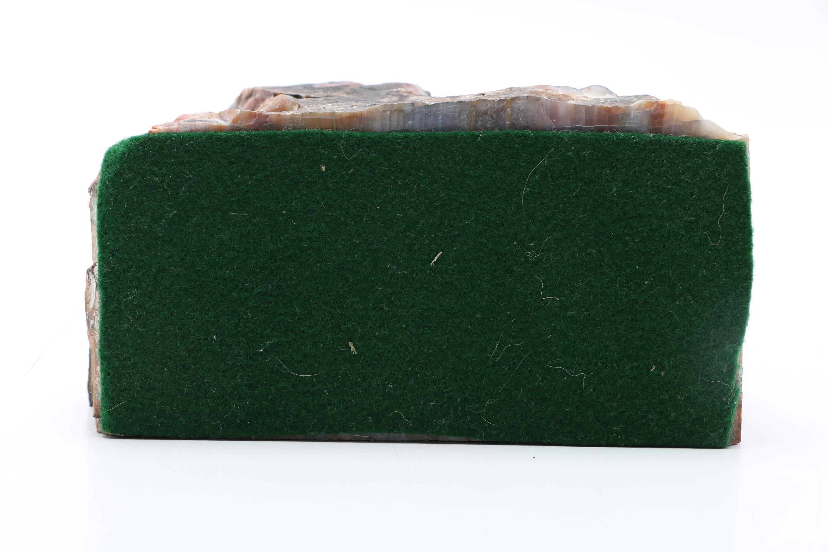 Petrified Wood Specimen