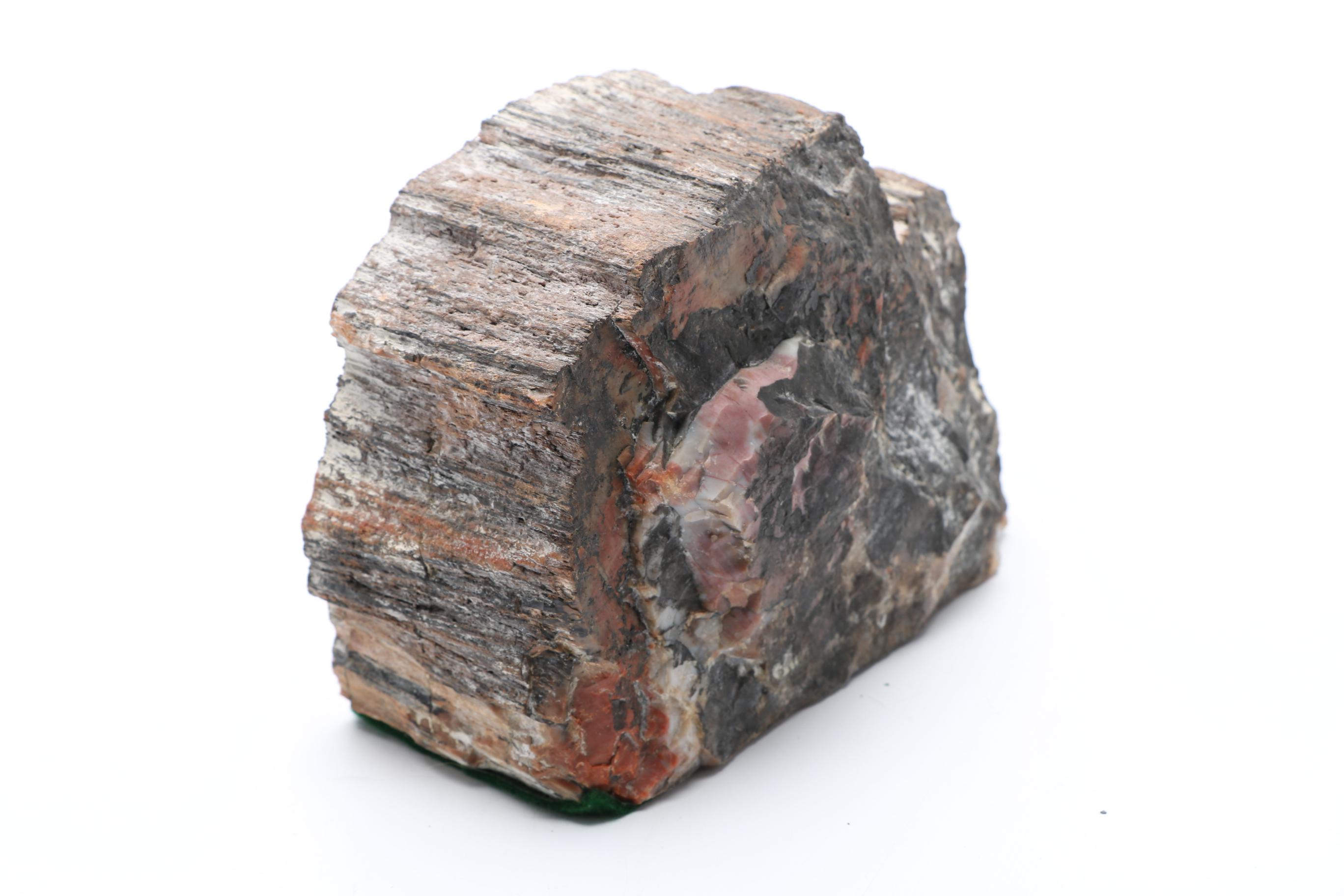 Petrified Wood Specimen