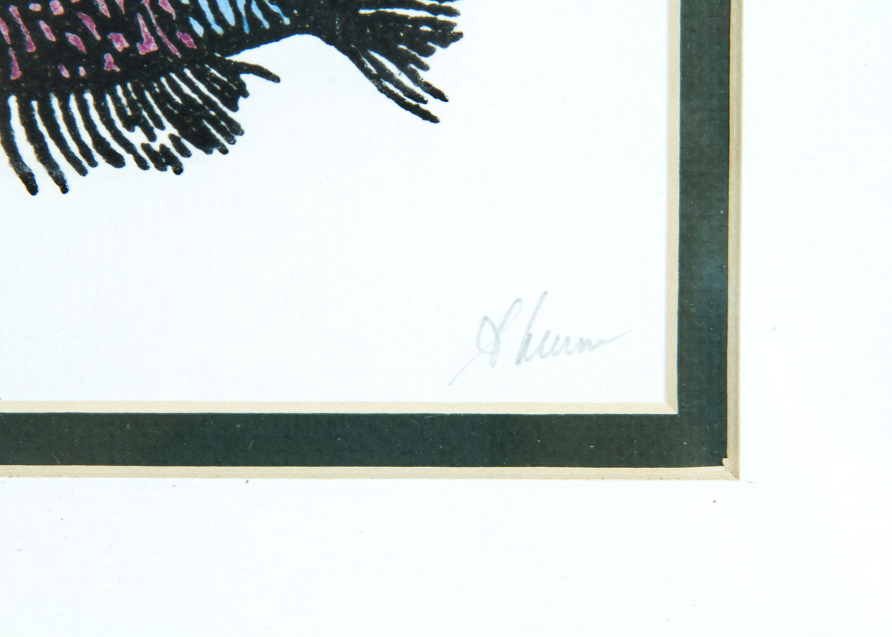 Pair of Prints of a Shell and Fish