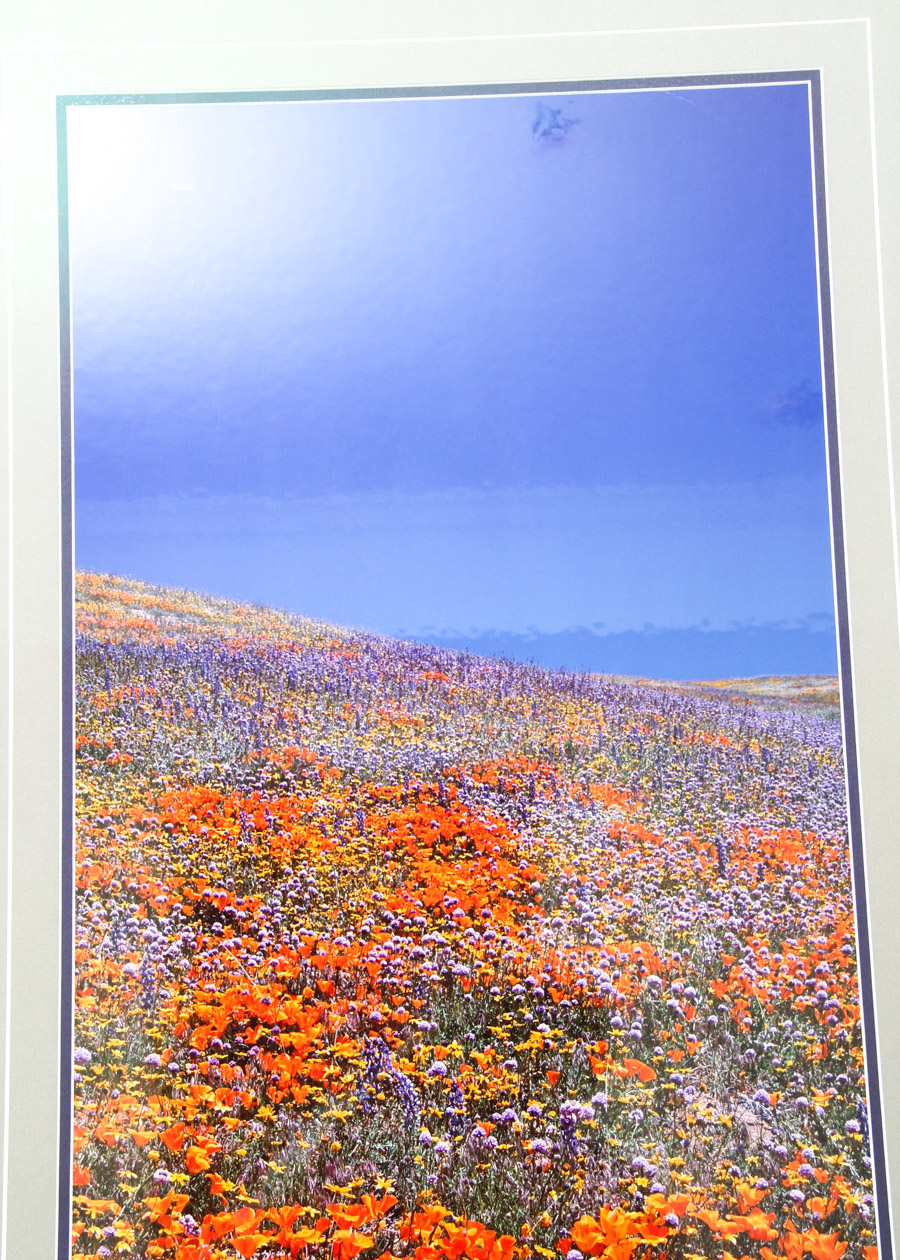 Signed Photograph by Thomas D. Mangelsen