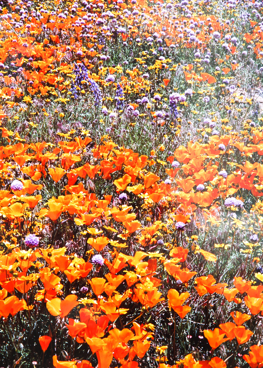 Signed Photograph by Thomas D. Mangelsen