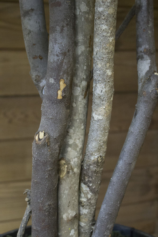 Artificial Silk Ficus Tree