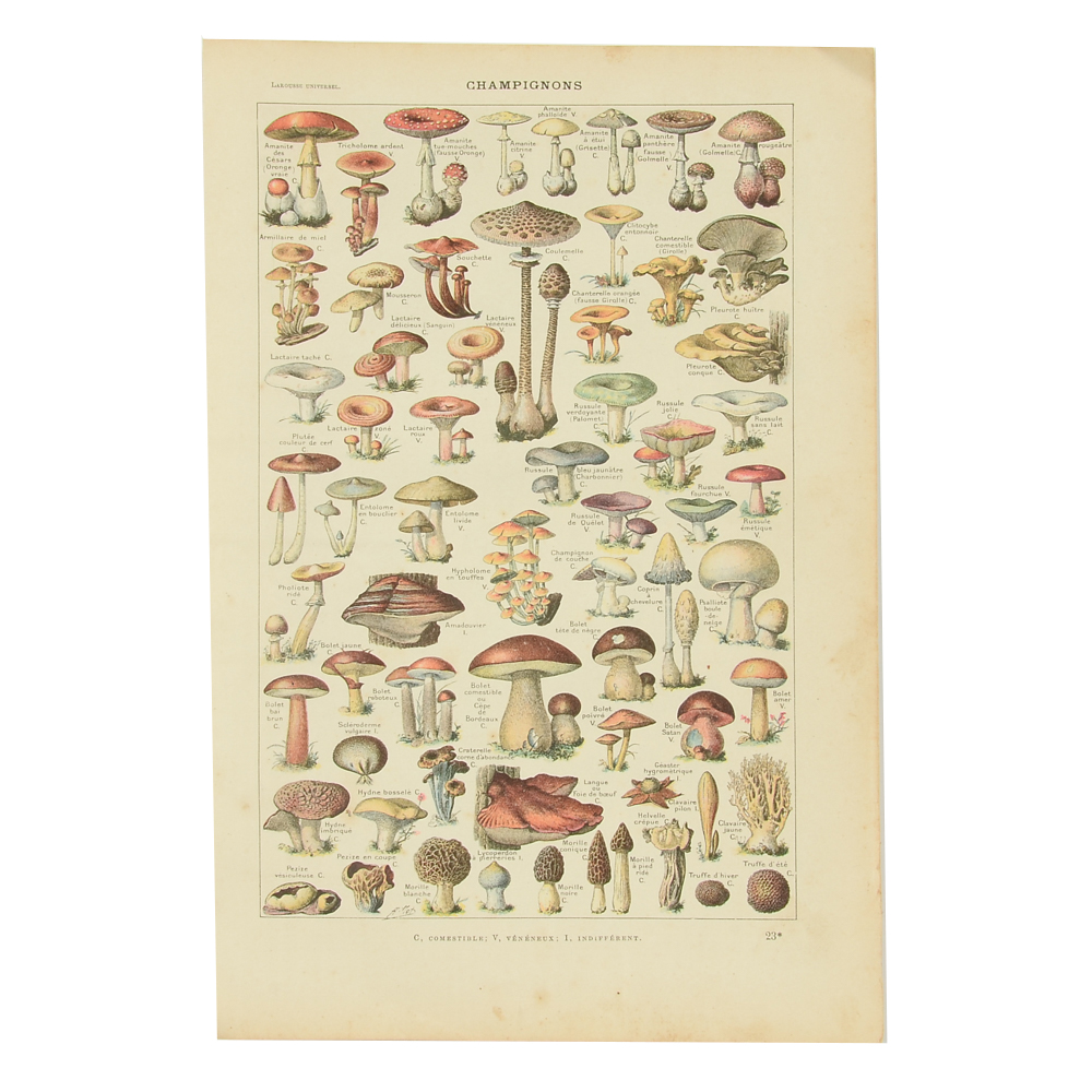 Antique Chromolithograph Double-Sided Mushroom Specimen Illustration