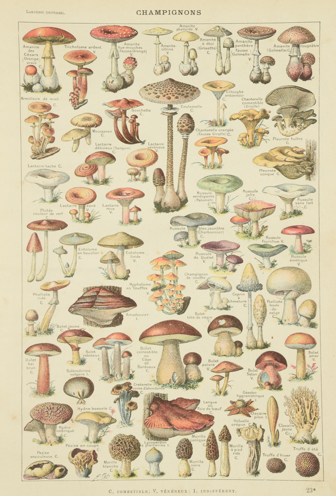 Antique Chromolithograph Double-Sided Mushroom Specimen Illustration