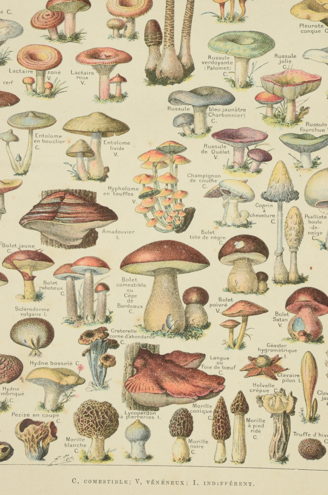 Antique Chromolithograph Double-Sided Mushroom Specimen Illustration