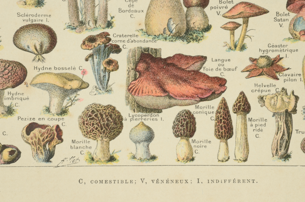 Antique Chromolithograph Double-Sided Mushroom Specimen Illustration