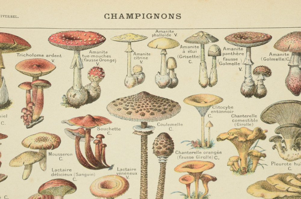 Antique Chromolithograph Double-Sided Mushroom Specimen Illustration