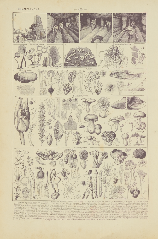 Antique Chromolithograph Double-Sided Mushroom Specimen Illustration
