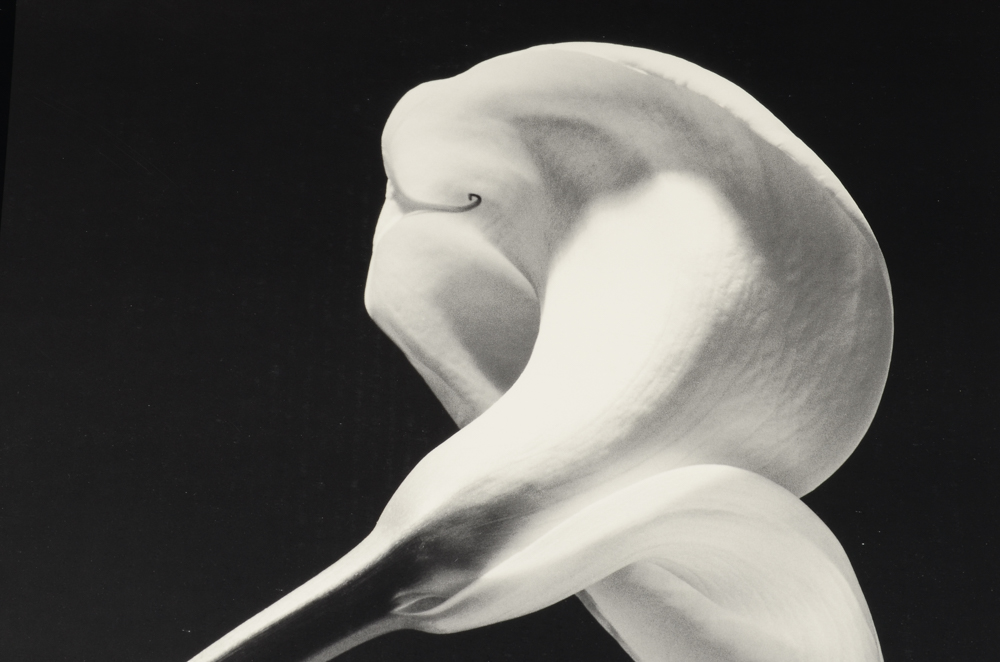 Original 1990 Robert Mapplethorpe Exhibition Poster for Cincinnati Contemporary Arts Center "The Perfect Moment"