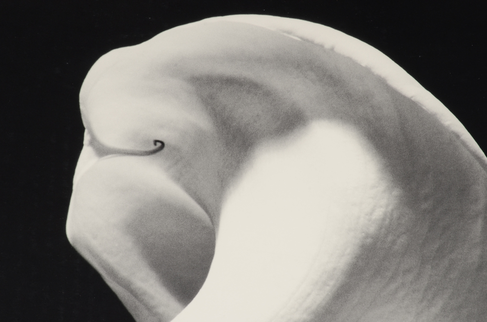 Original 1990 Robert Mapplethorpe Exhibition Poster for Cincinnati Contemporary Arts Center "The Perfect Moment"