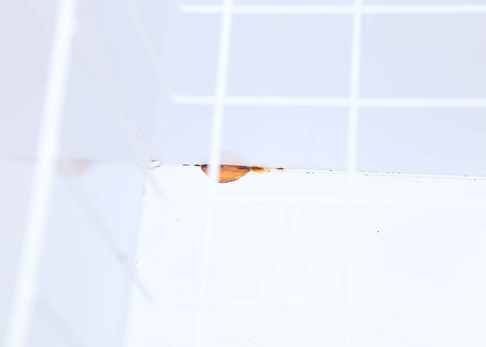 Vintage Kenmore Coldspot Chest Freezor