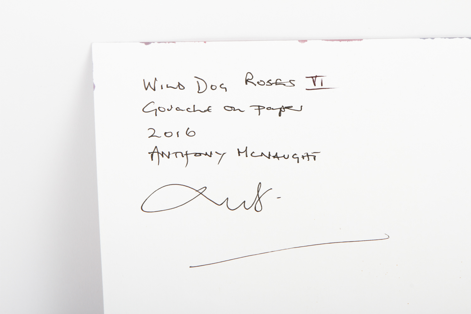 Anthony McNaught Gouache Painting on Paper "Wild Dog Roses VI"