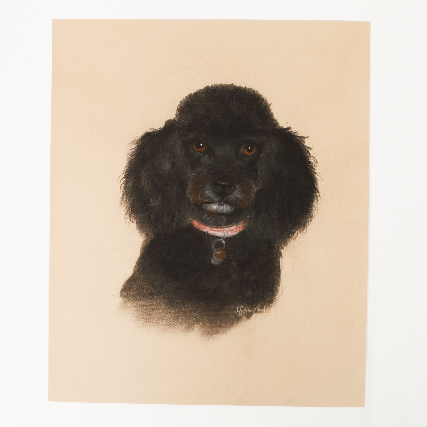 L.B. Campbell Chalk and Charcoal Drawing on Paper "Portrait of a Poodle in a Red Collar"