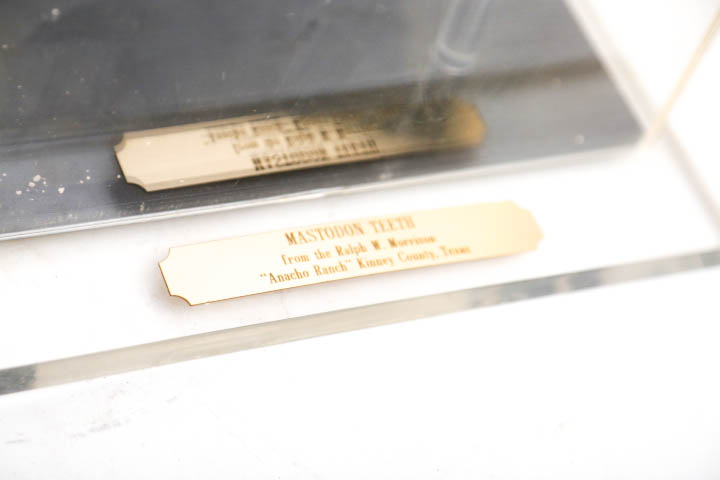 Fossil Mastodon Tooth