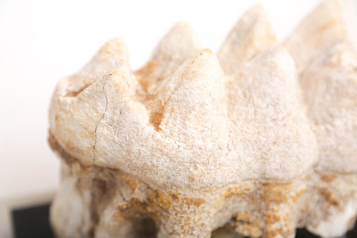 Fossil Mastodon Tooth