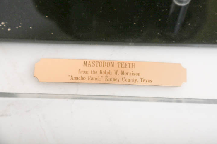 Fossil Mastodon Tooth