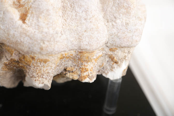 Fossil Mastodon Tooth