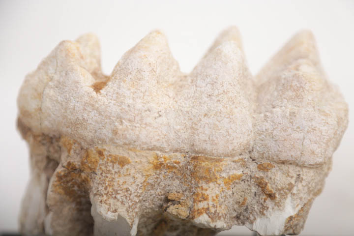 Fossil Mastodon Tooth