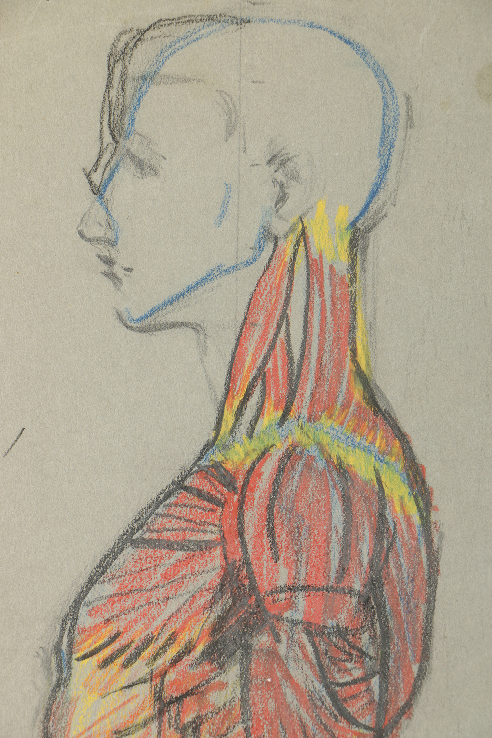 Emily B. Waite Double Sided Colored Charcoal Drawing Anatomical Study